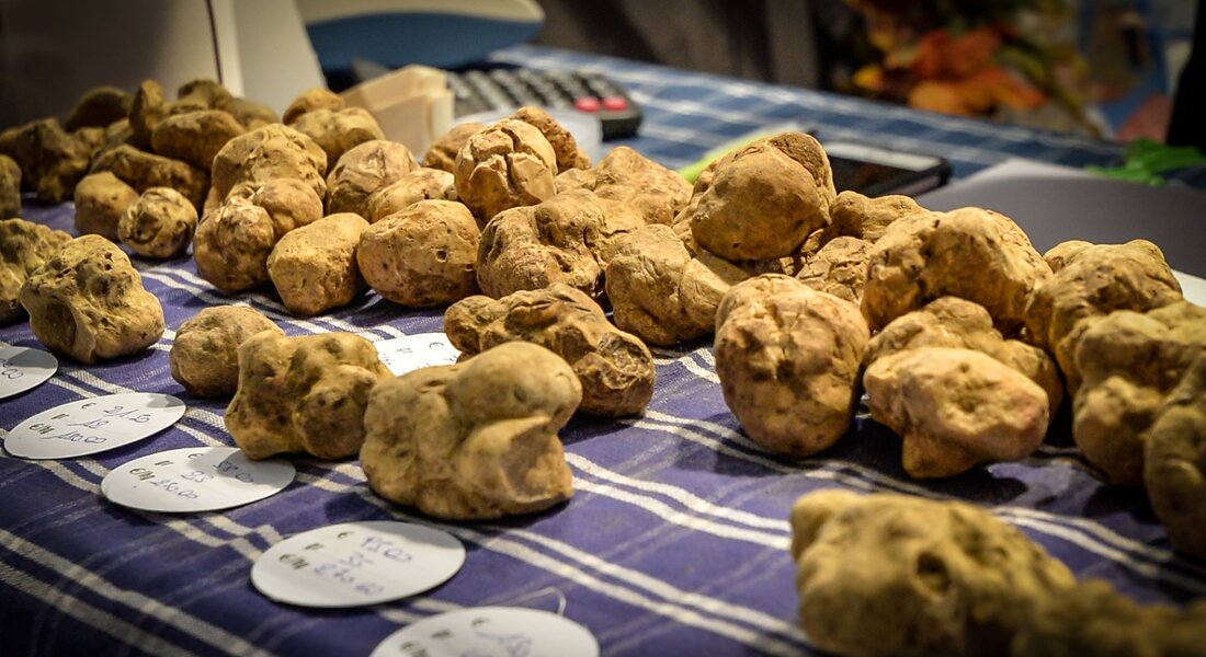 Fiera Regionale del Tartufo - Cortazzone
