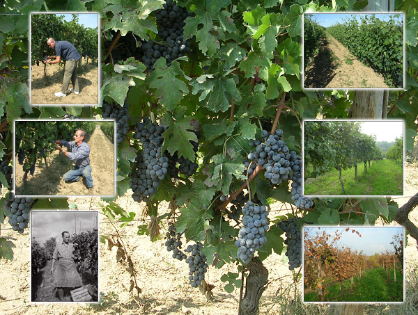 Cantina Aurelio Nota Di Cristiano Nota