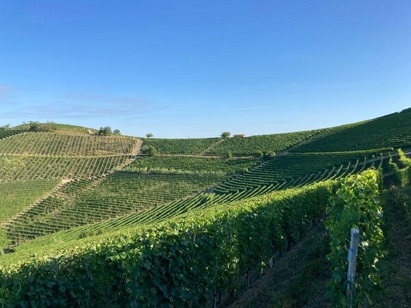 Azienda Agricola Culasso Piercarlo