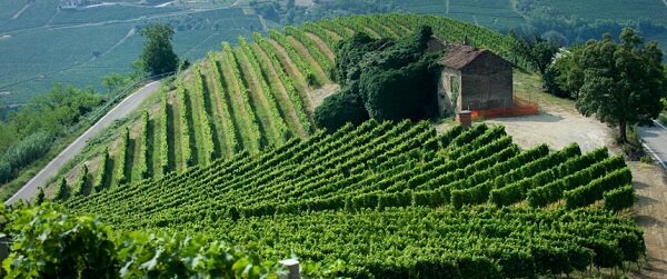 I Vignaioli di S.Stefano