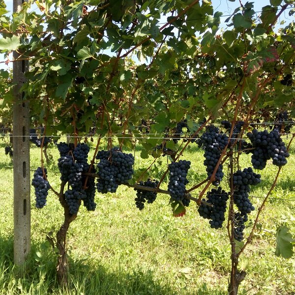 Azienda Agricola Crivelli