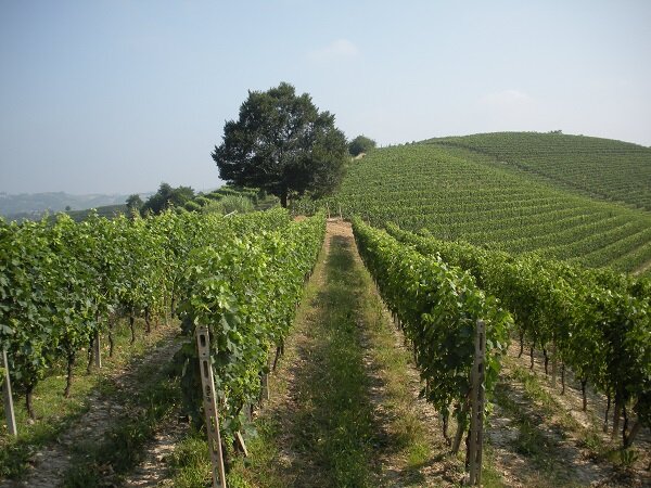 Azienda Agricola Roberto Ferraris Agliano Terme