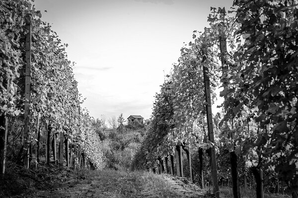 Poderi Vaiot Di Franco Casetta Ssa