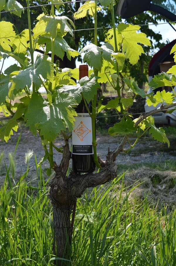 Azienda agricola Sottero Silvana