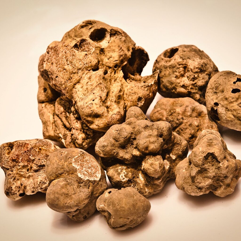 Tartufo Stefania Spadoni Archivio Ente Turismo LMR (3)