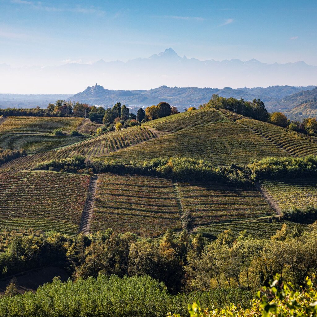 Langa Del Vino