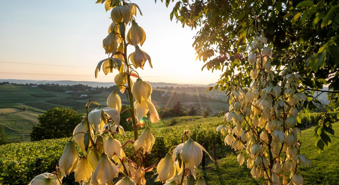 Asti-Alba Via Langhe