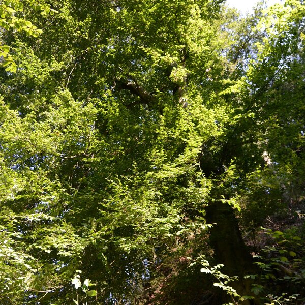 Strada della Barbera della Rocchetta