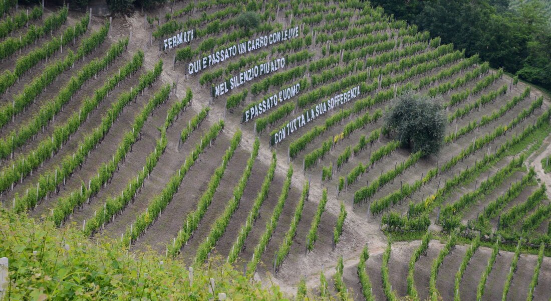 Castiglione Tinella, Verse im Weingarten