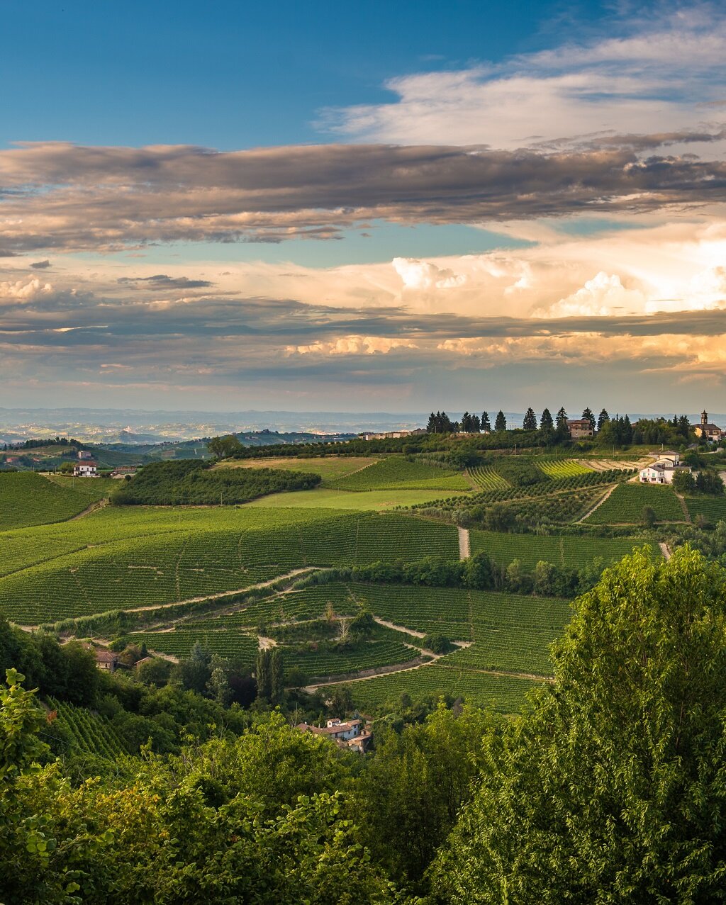 Paesaggio Langa Barbaresco Mikael Masoero Ridotta