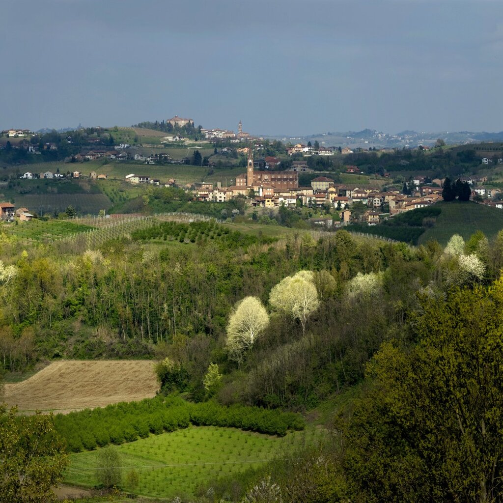 Roero Tino Gerbaldo