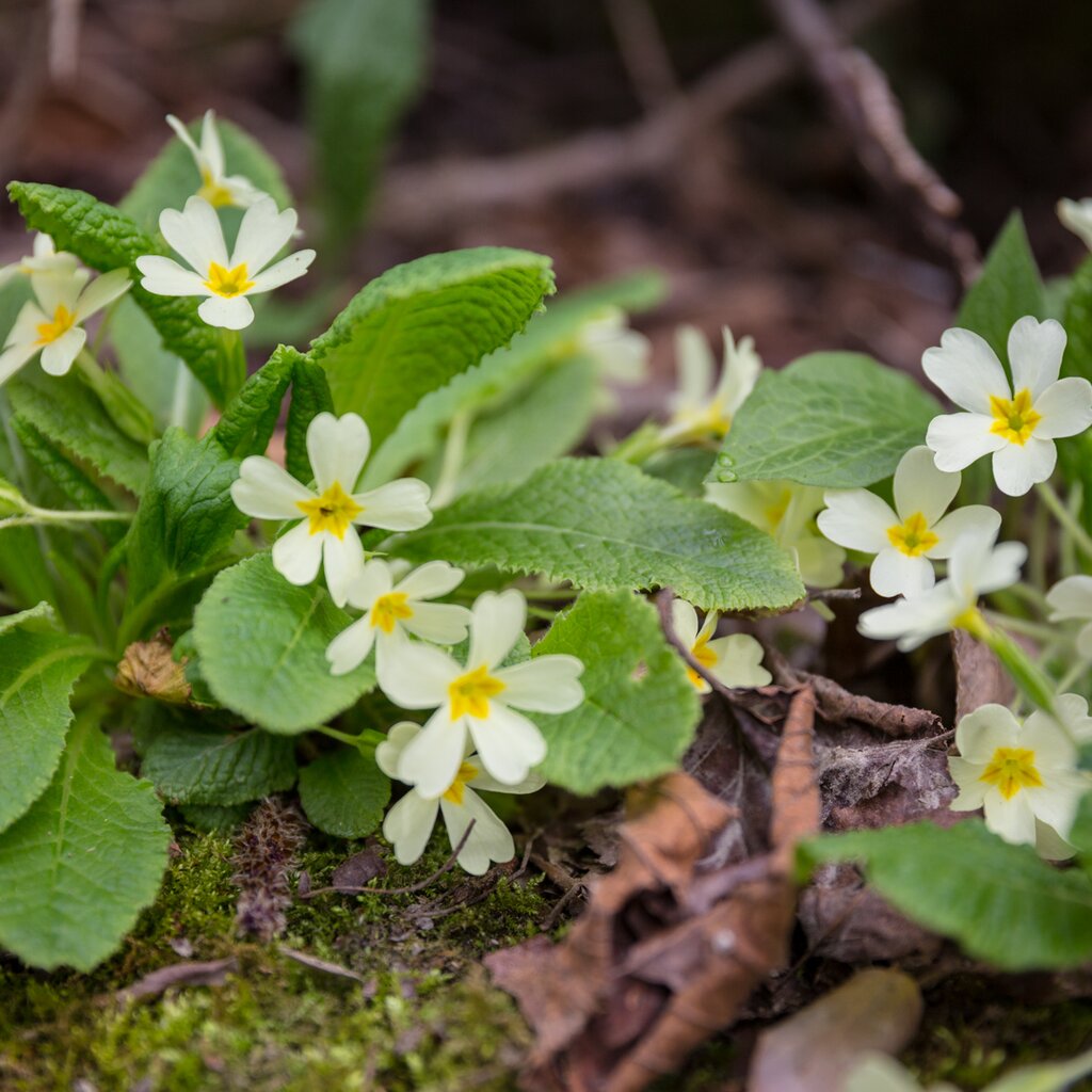 Primule Sul Sentiero