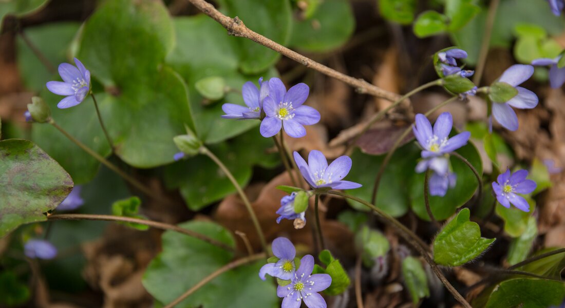 S2 – Le Sentier des Asphodèles