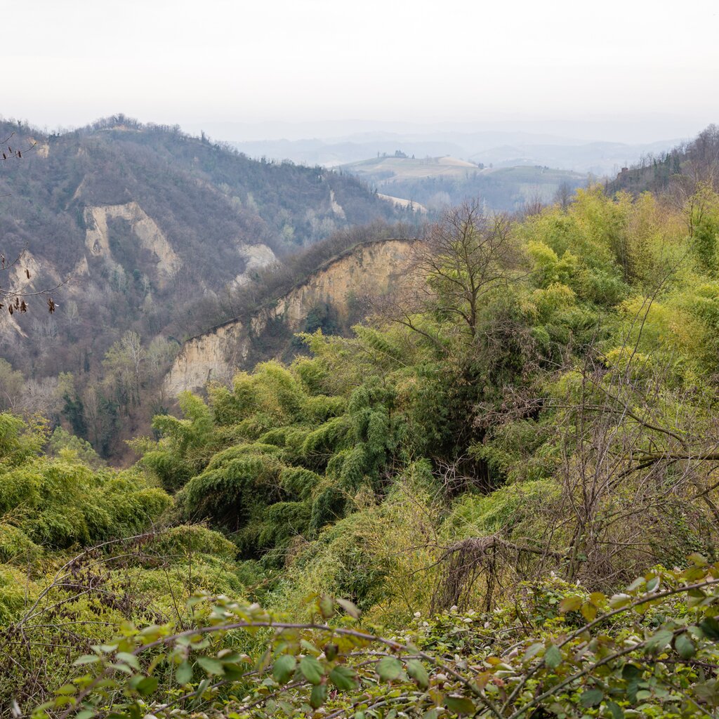 Sentiero Del Castagno  PicNic Cibot Vigna   Marzo 2017 181
