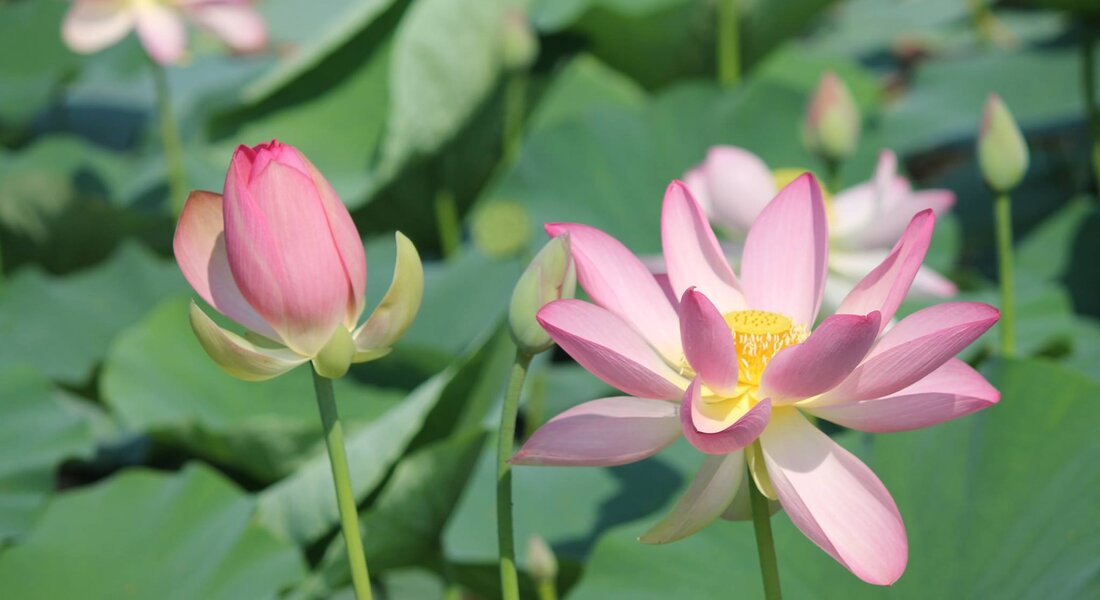 Der Trifolao-Pfad - Vezza d'Alba