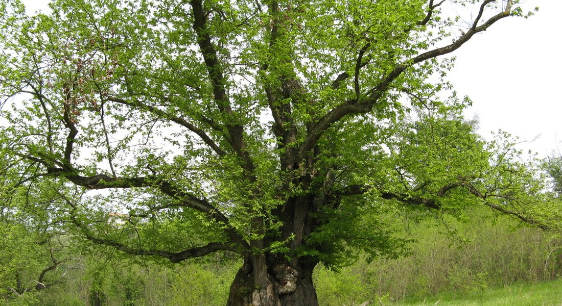 Der Pfad der Castagna Granda – Monteu Roero