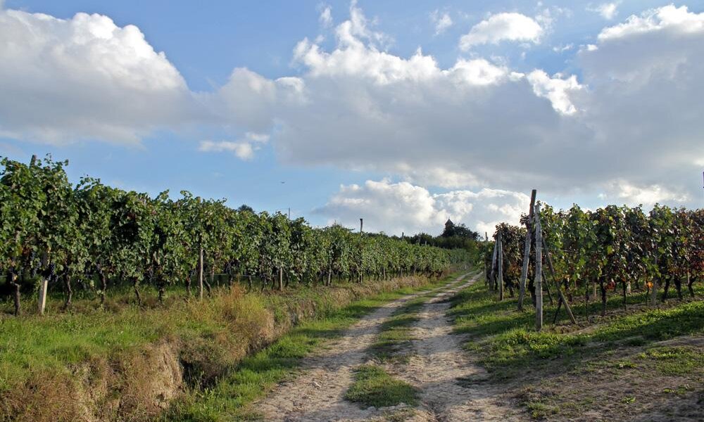 Der Pfad der Madernassa-Birne – Vezza d'Alba