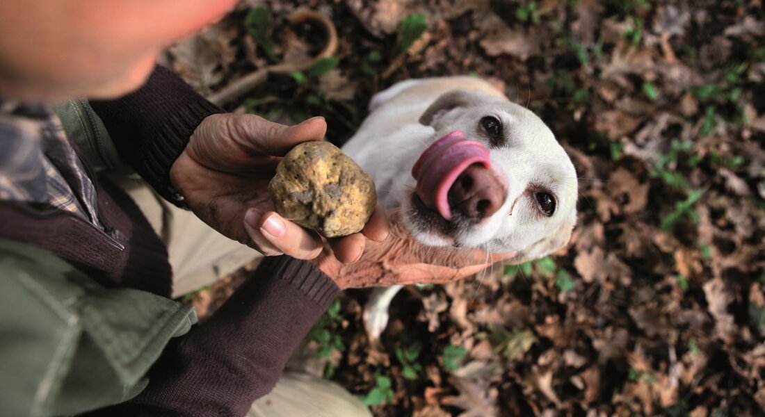 Simulated Truffle Hunt