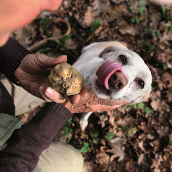 Chasse aux Truffes Simulée