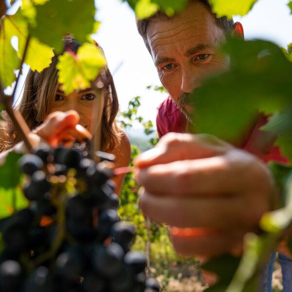 Vendemmia Turistica La Torricella Mikael Masoero Archivio Ente Turismo LMR (17)