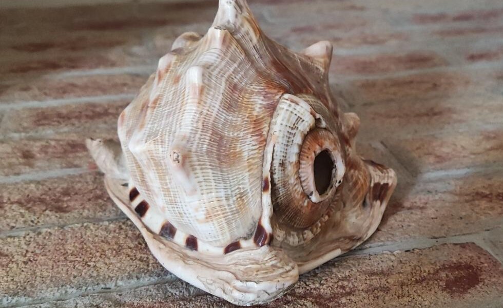 "Il segreto della conchiglia": Caccia al Tesoro al Castello di Magliano Alfieri