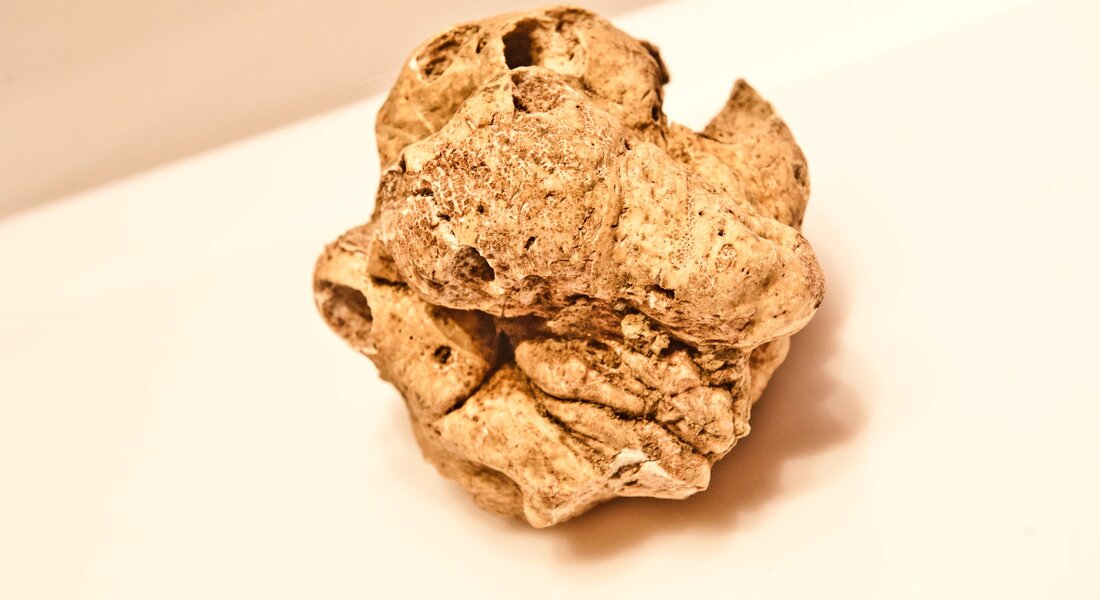 Fiera Nazionale del Tartufo Bianco del Monferrato - Montechiaro d'Asti (AT)