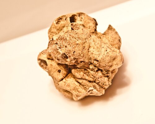 Fiera Nazionale del Tartufo di Moncalvo - Moncalvo