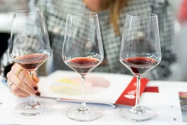 Wine Tasting Experience - Alba