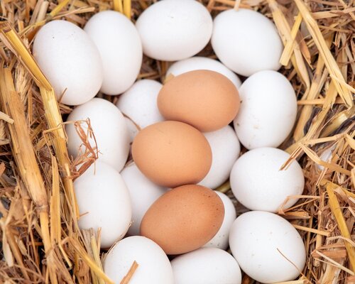 Cantè J'Euv  dj’Amis - Monticello d'Alba 