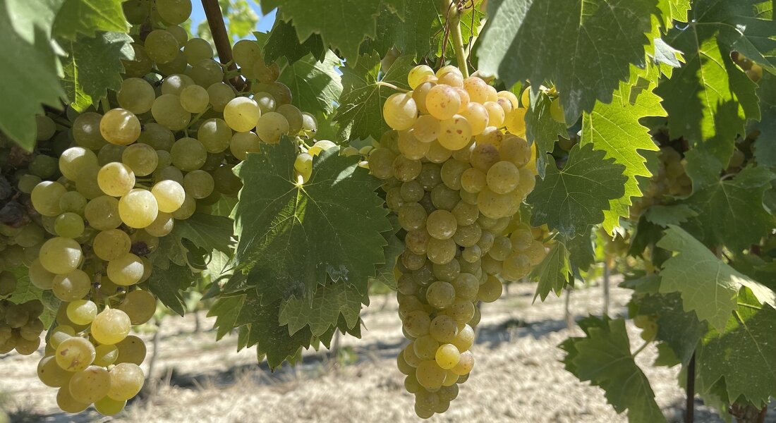 Festa della  Vendemmia 2026 - Canelli