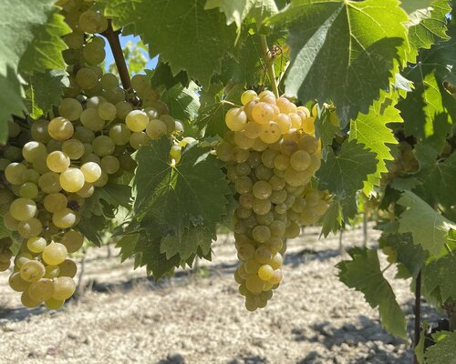 Festa della  Vendemmia 2026 - Canelli