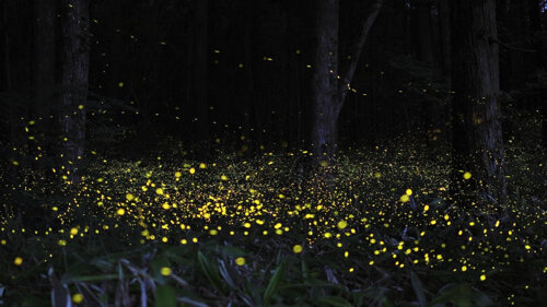 Passeggiata notturna "Con la luna e le lucciole nei boschi dei Saraceni" - Vinchio
