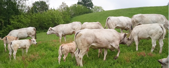 "Fassona Day"" - Vigliano d'Asti