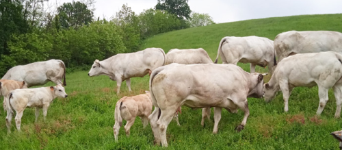 "Fassona Day"" - Vigliano d'Asti