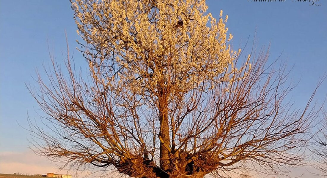Illuminazione del Bialbero - Casorzo Monferrato (AT)