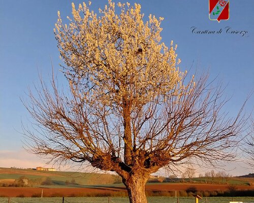 Illuminazione del Bialbero - Casorzo Monferrato (AT)