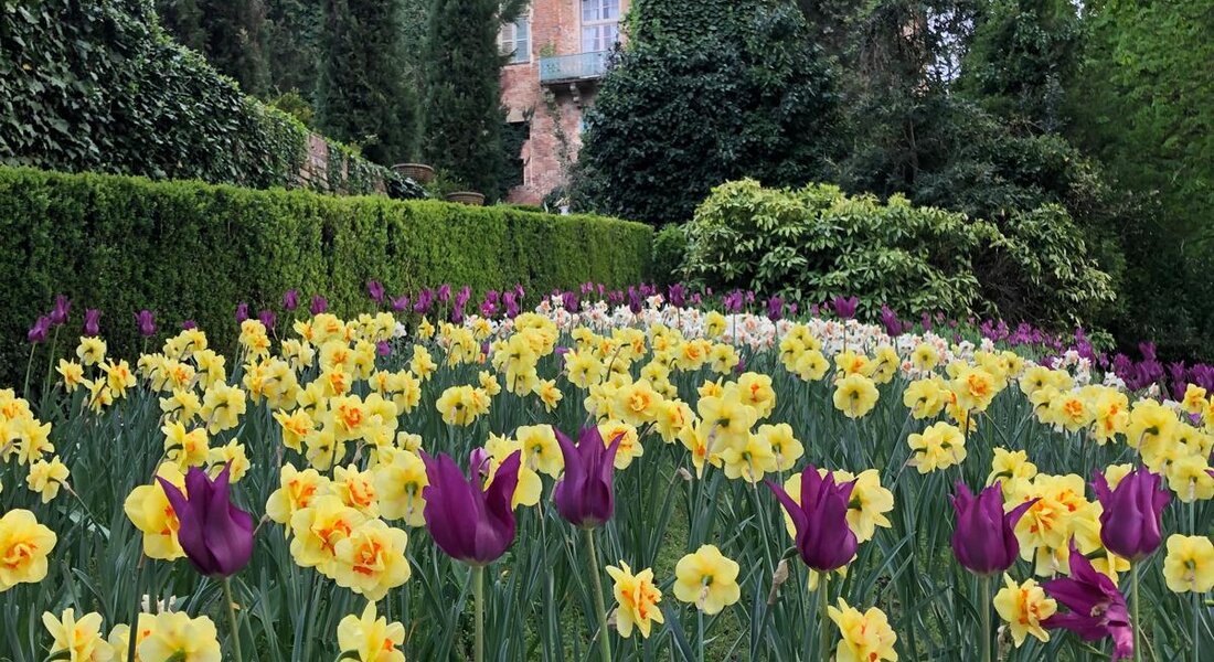 Il Narciso Incantato 2026 - Piea 