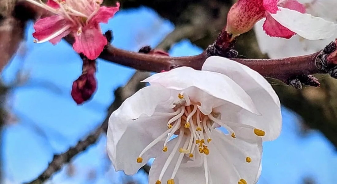 Where the Roero blossoms: footpaths, orchards in bloom and the magical Canté j’Euv – Corneliano d'Alba