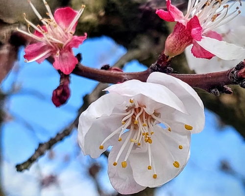 Where the Roero blossoms: footpaths, orchards in bloom and the magical Canté j’Euv – Corneliano d'Alba