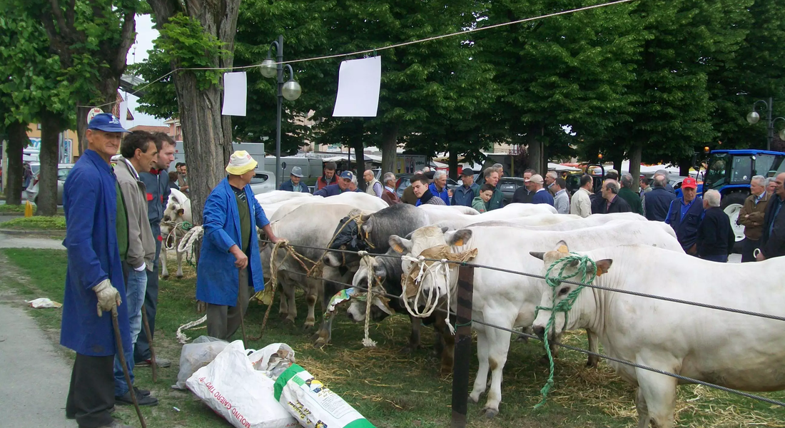 Fiera del vitello grasso - Cherasco