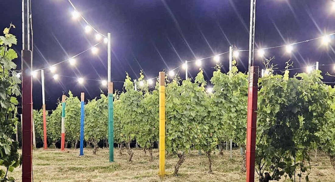 Dinners in vineyards - Costigliole d'Asti