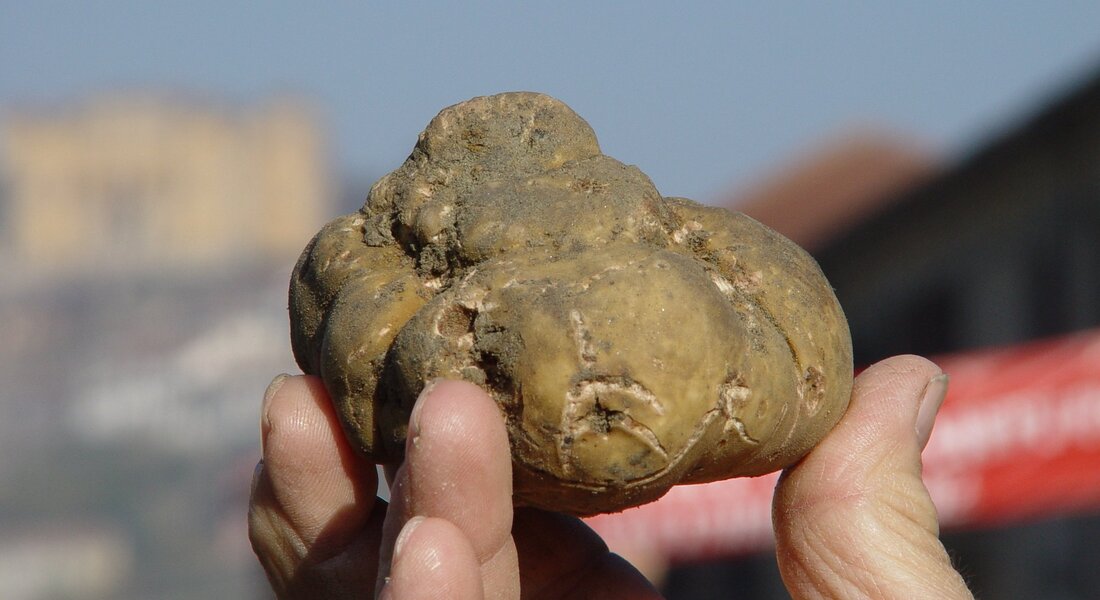 Fiera Nazionale del Tartufo e Fiera di San Martin - Canelli