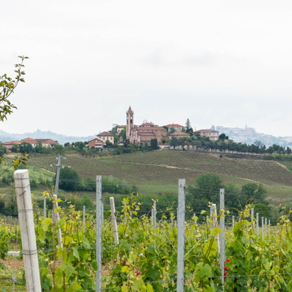 MONTEGROSSO AGR DA ELVIRA (2)