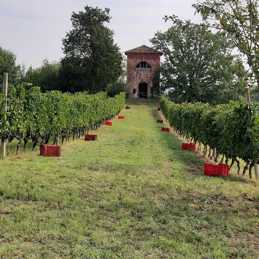 ROCCHETTA TANARO AGR MARCHESI INCISA   LA CORTE CHIUSA (1)