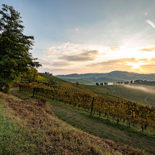 Paesaggio Alessandro Sgarito Archivio Ente Turismo LMR (4) Langhe