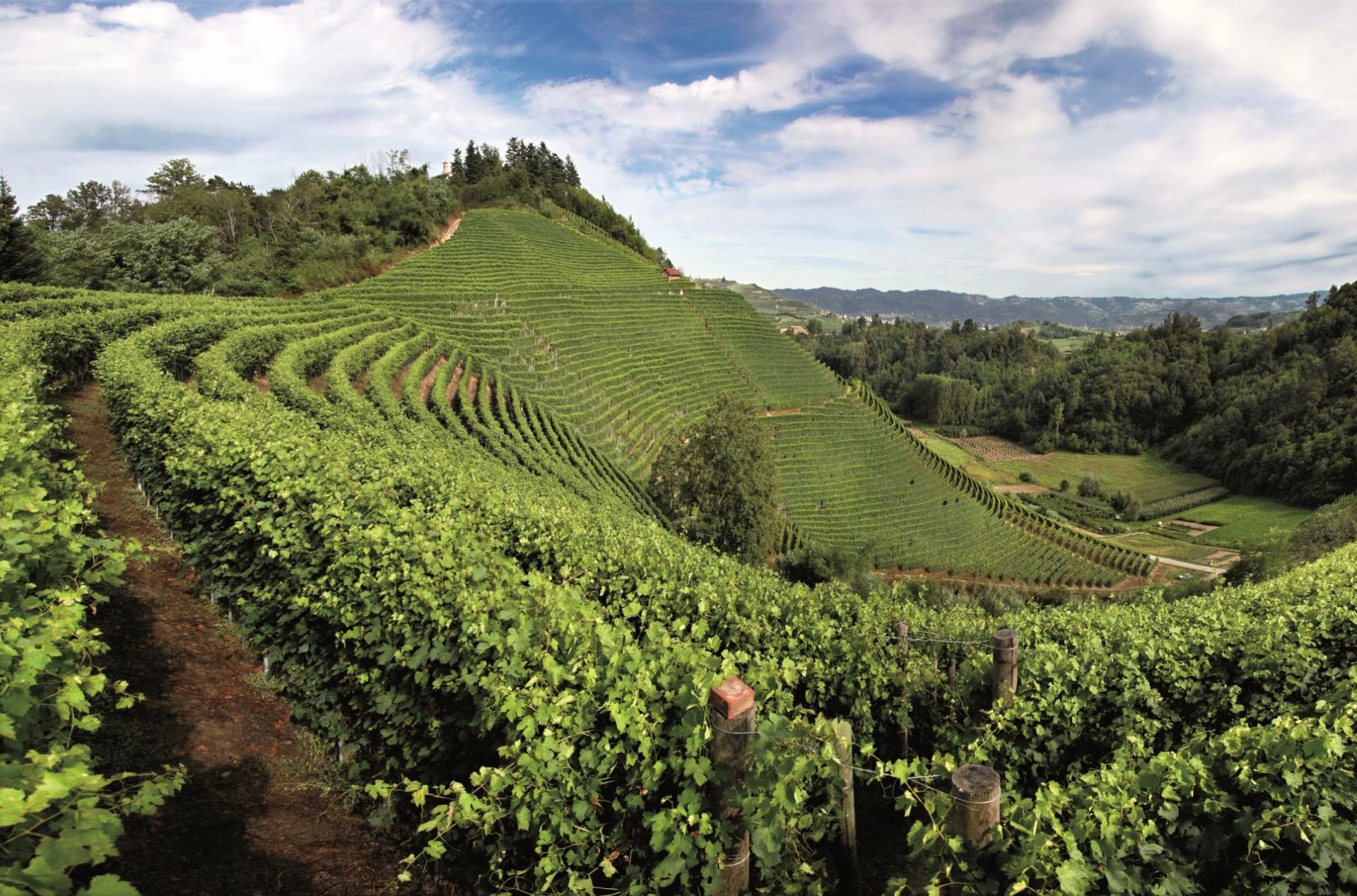 Vigne Roero Davide Dutto Archivio Ente Turismo LMR