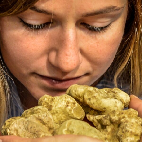 The International Alba White Truffle Fair