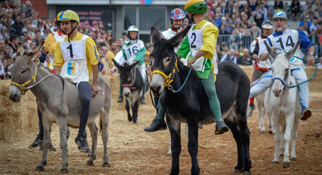 The Donkey Palio of Alba - Alba