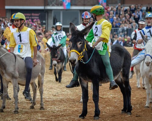 The Donkey Palio of Alba - Alba