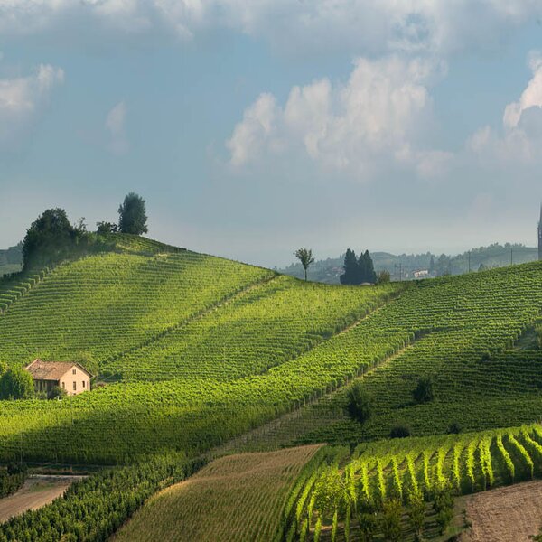 WineTour 2 - I cru argillosi verso il fiume Tanaro WineTour 2 - I cru argillosi verso il fiume Tanaro